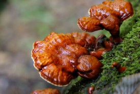 ganoderma_gomba