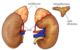 Mellekvese